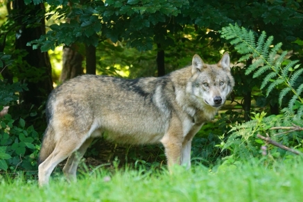 El BOC publica la Resolución por la que se somete al trámite de consulta pública previa la futura redacción del Decreto por el que se aprueba el Plan de Gestión del Lobo en Cantabria